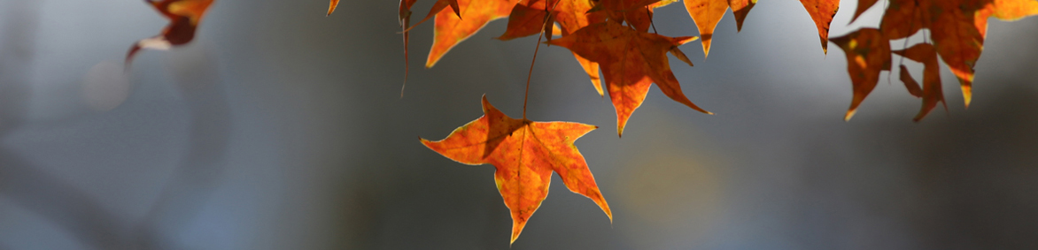 平博·(pinnacle)官方网站